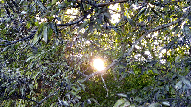 My WAHM Plan: September Sunlight through the trees #WW