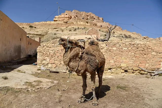 شنيني : من أفضل الأماكن للزيارة في تونس