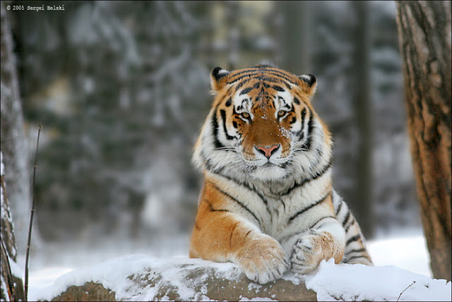 Tiger in Snow Zoo