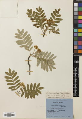 Рябина Ва́ллиха (Sorbus wallichii)