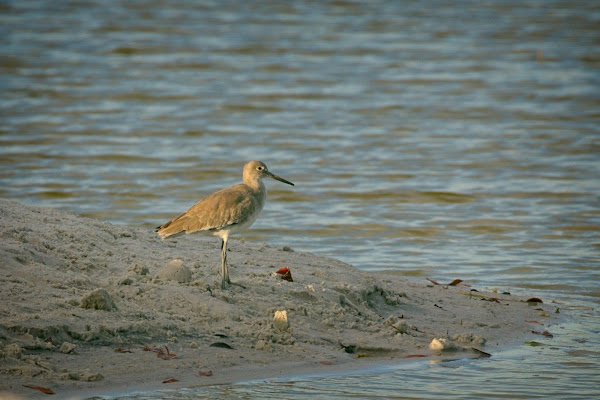 Willet on the beach.