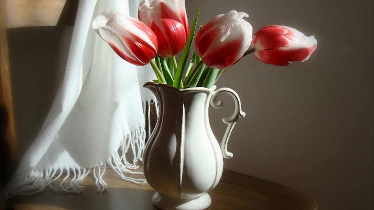 Tulips Flowers HD Wallpaper 3