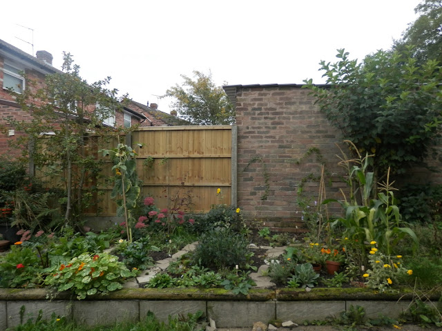 Garden, September 2015.  secondhandsusie.blogpsot.co.uk #autumngarden #ukgarden #growyourown #ukblogger