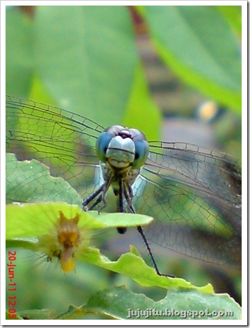 Family: Libellulidae 