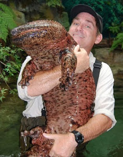 Resultado de imagem para salamandra gigante