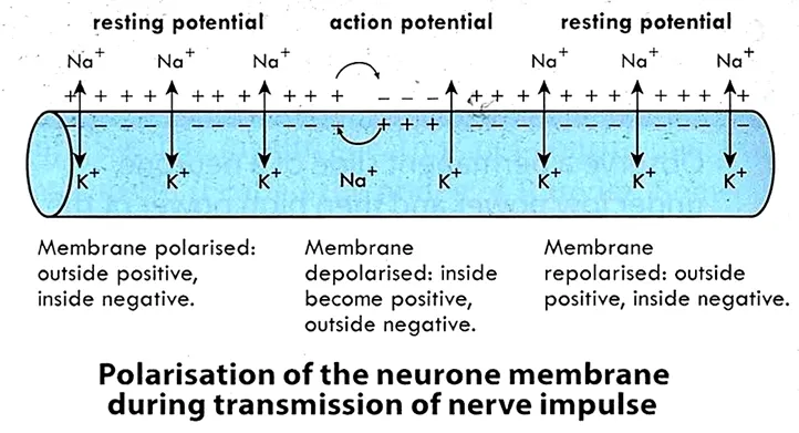 Generation and Transmission of Nerve Impulse
