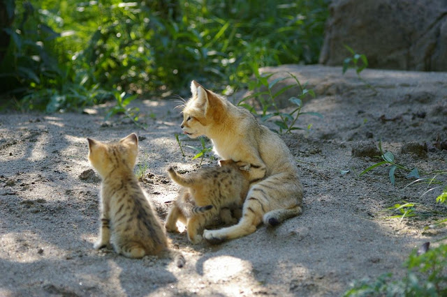 Песчаный кот, или барханная кошка (лат. Felis margarita)