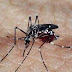 10 mortes por dengue são registradas na Paraíba entre janeiro e abril de 2019.