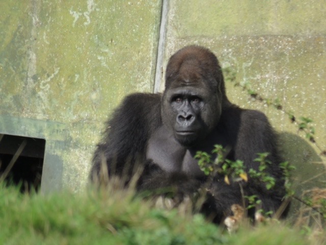 Gorilla