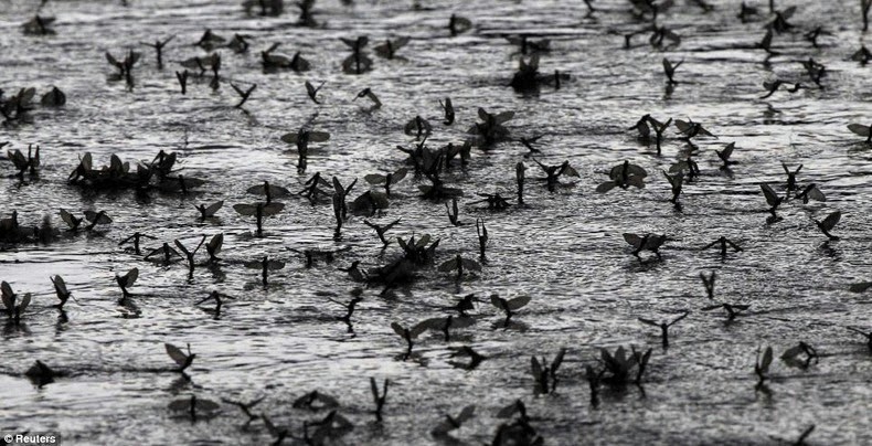 tisza-blooming-3 tisza-blooming-3