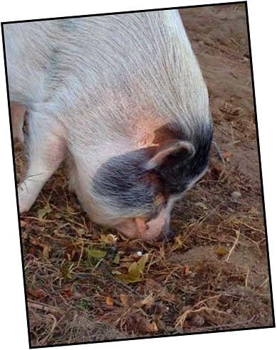 oink