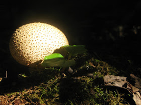 forest mushroom, dark forest with light through the trees