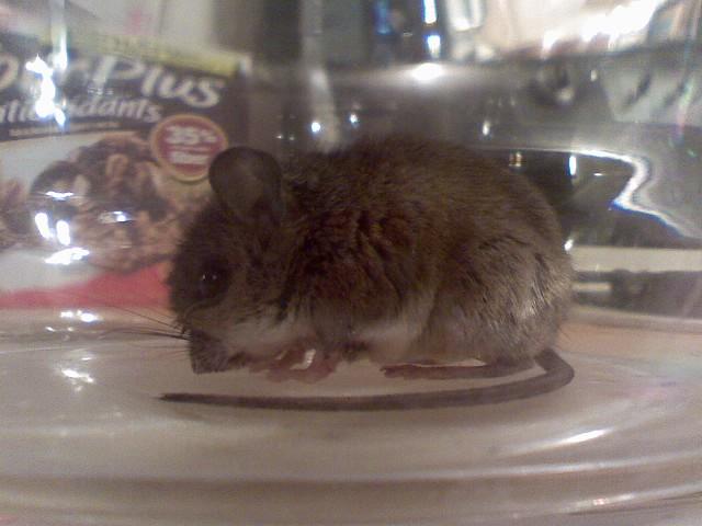 fat baby mouse. fat baby mouse. fat baby