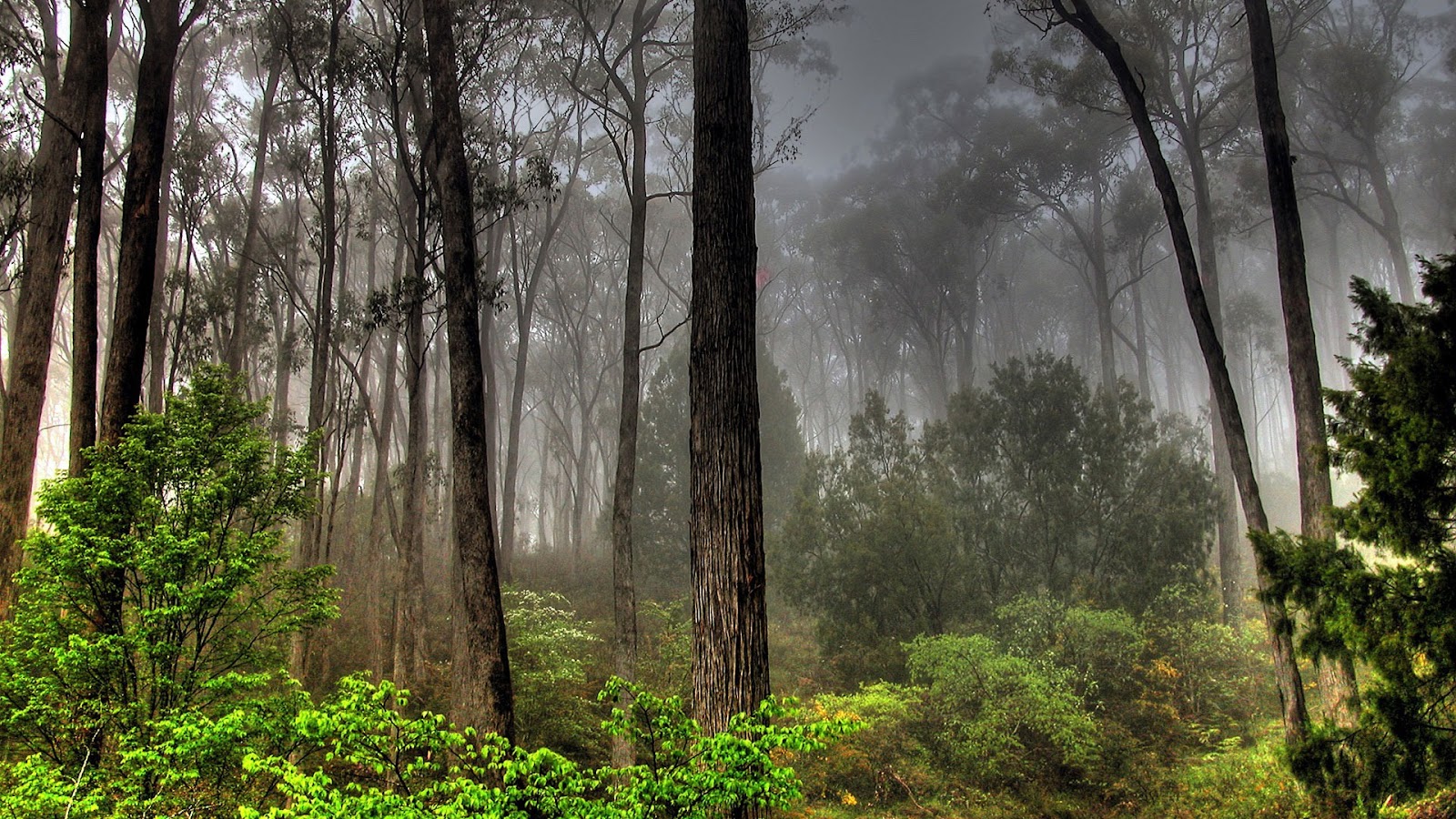 Beautiful Nature Wallpaper Forest HD