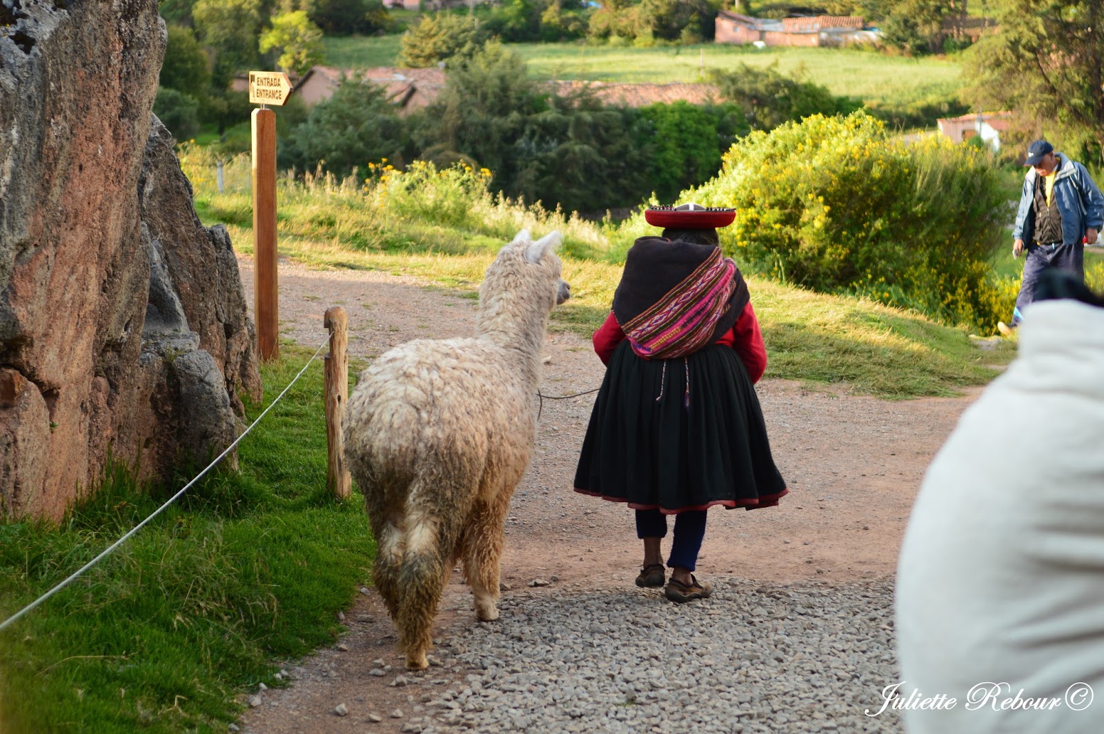 Alpaga sur le site de Sacsayhuaman au Pérou