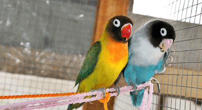 Inilah Doping Rahasia Untuk Burung LoveBird Sebelum Lomba