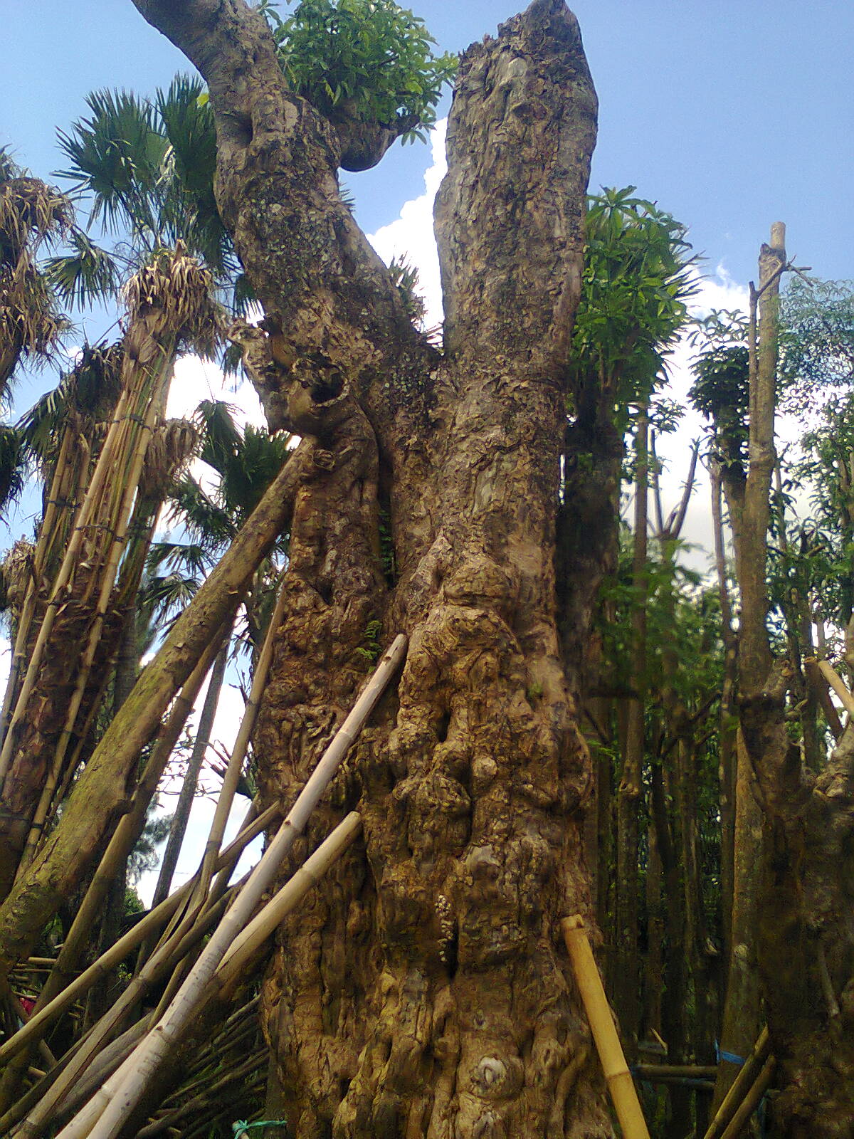 Ubay Landscape PULE  Pohon  Raksasa Peneduh