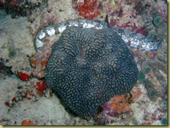 Coral and Cucumber