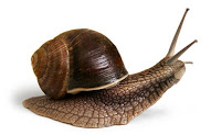 50+ Siput Merupakan Hewan Avertebrata
