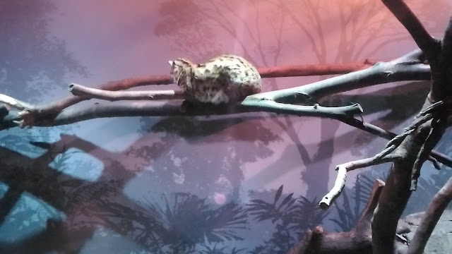 Un chat sauvage dans la partie nocturne en train de dormir