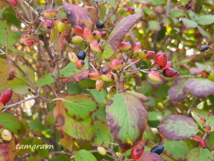 Калина буреинская (Viburnum burejaeticum)