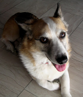 Tilin winecountrydog Corgi