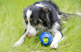 Food-dispensing timer toy