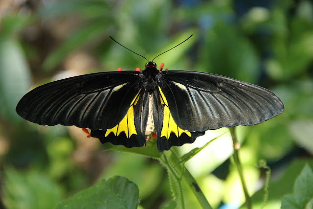 Sahyadri Birdwing
