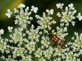 Lepture à bandes pourprées - Typocerus velutinus