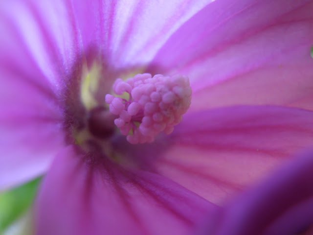 MALVA: Malva sylvestris