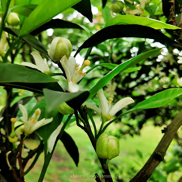 Mandarynka Citrus reticulata cytrusy domowa uprawa w Polsce doniczce z pestki nasion jak uprawaic wyhodowac mandarynke kwitnienie owocowanie co zrobic opis pochodzenie historia mandarynka drzewko pielęgnacja po ilu latach zakwitnie