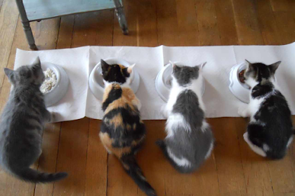 Bagaimana Mengubah Pola Makan Anak Kucing Kampung yang Kurang Sehat