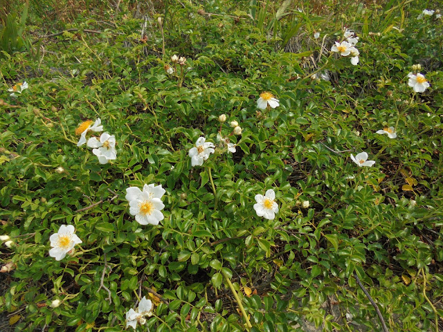 弓ヶ浜の照葉野薔薇（てりはのいばら）