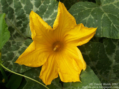 bright yellow pumpkin flower in front of pumpkin vine leaves. The sunflower that isn't a Sunflower is really a Pumpkin flower!