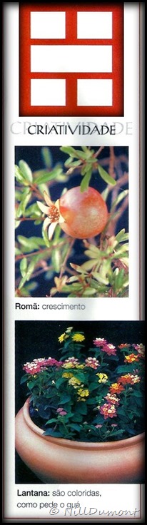 O-baguá-e-as-plantas-07