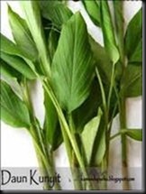 Karya Ilmiah KUNYIT OBAT  HERBAL untuk MAAG 
