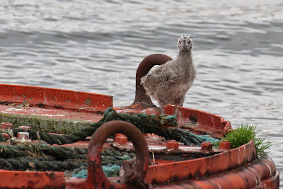 Lytse Sjouwerman - Kleine Mantelmeeuw - Larus fuscus