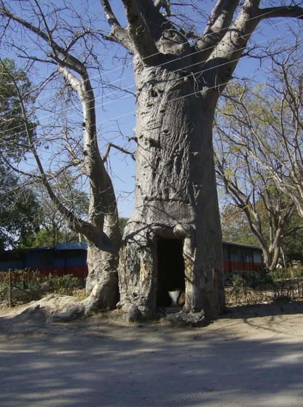 [tree_toilet_02.jpg]