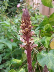 Ivy Broomrape (Orobanche hederae)
