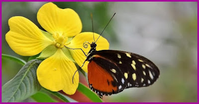 तितलियों के बारे में रोचक बातें हिंदी में - Butterfly Information In Hindi 