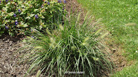 Grass in Friendship garden - Boothe Memorial Park and Museum, Stratford, CT