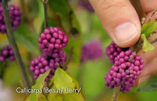 Callicarpa