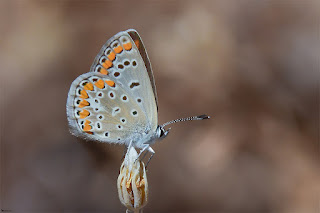 mariposa-celina-polyommatus-celina-Hembra-