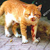Tomcat - Tomcat Cat