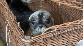 Funny animals of the week - 3 January 2014 (40 pics), baby seal in a basket
