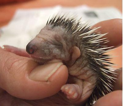 Adorable Baby Porcupine Picture
