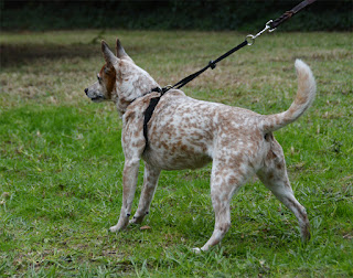 Original Sporn Halter on escape artist dog