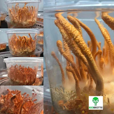 Cordyceps Mushroom Pure Culture Supplier Company in Egypt