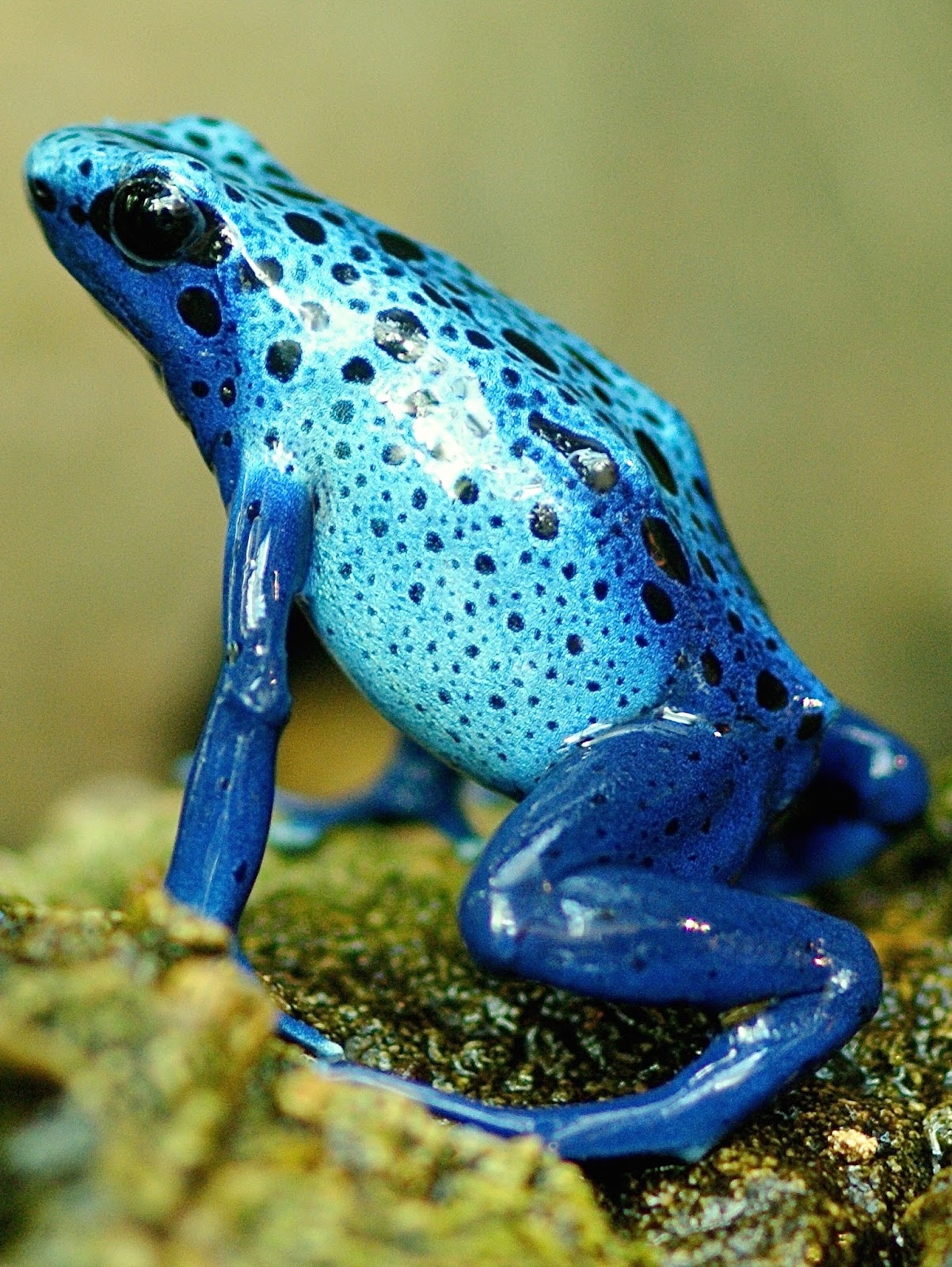 Colorful exotic blue frog.