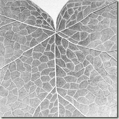johns leaf